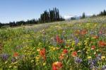 field of flowers
