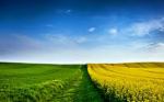 field with a path